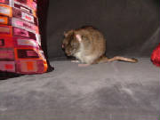 12003_1102image0016.jpg