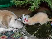 2004_1208image0095.jpg