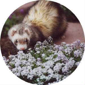 bruleeandflowers.jpg