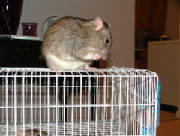 castor3.jpg