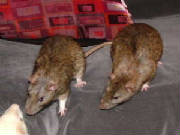 castorpolluxcreme.jpg
