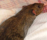 cecil10.jpg