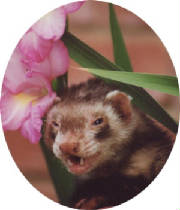 curious1.jpg