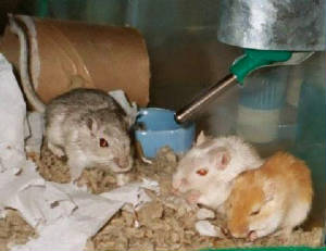 gerbils.jpg