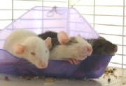 rattieboys.jpg
