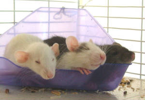 rattieboys.jpg