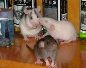 rattieboys2.jpg