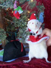 rattieclause.jpg