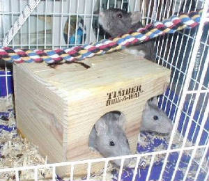 rattiegirls.jpg