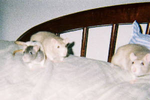 rattiegroup.jpg