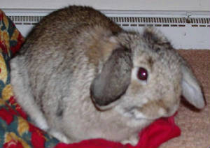 snickers19.jpg