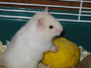 snowball.jpg