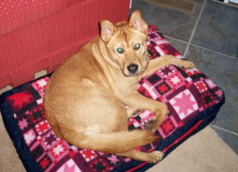 cassiedog.jpg