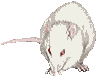 cleanrat.gif