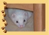 cremepawprints.jpg