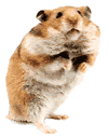 hamster.gif