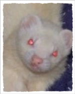 kash2.jpg