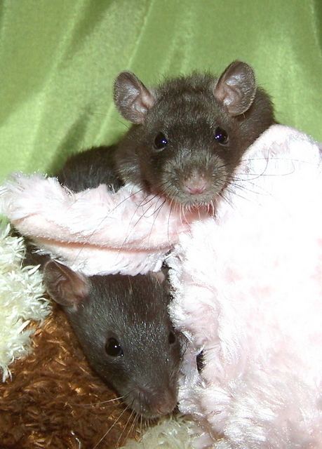 littles.jpg