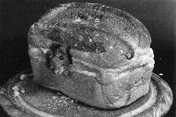 rat-poking-head-out-of-loaf-of-crusty-bread-on-breadboard-tweaked-mono-1-ajhd.jpg