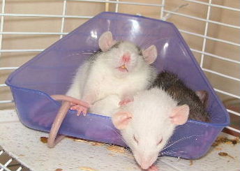 rattieboys-2.jpg