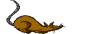 running_rattie.gif