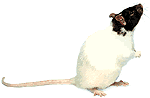 sniffinghoodedrat.gif
